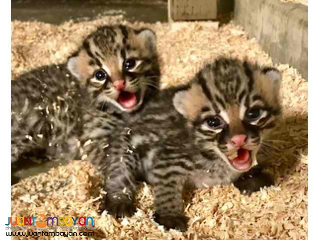 Available Tiger Cubs and Lion Cubs For sale