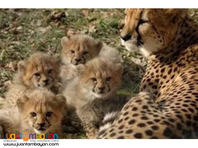 Available Tiger Cubs and Lion Cubs For sale