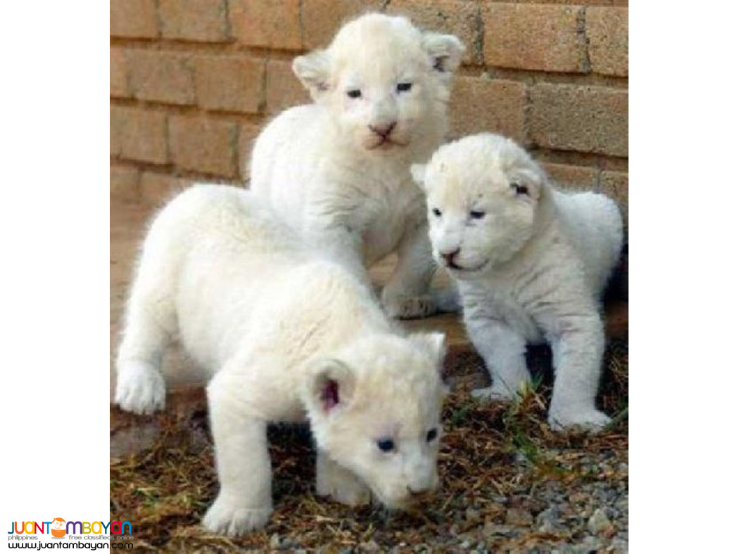 Available Tiger Cubs and Lion Cubs For sale