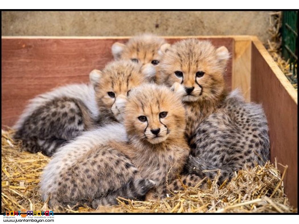 Available Tiger Cubs and Lion Cubs For sale