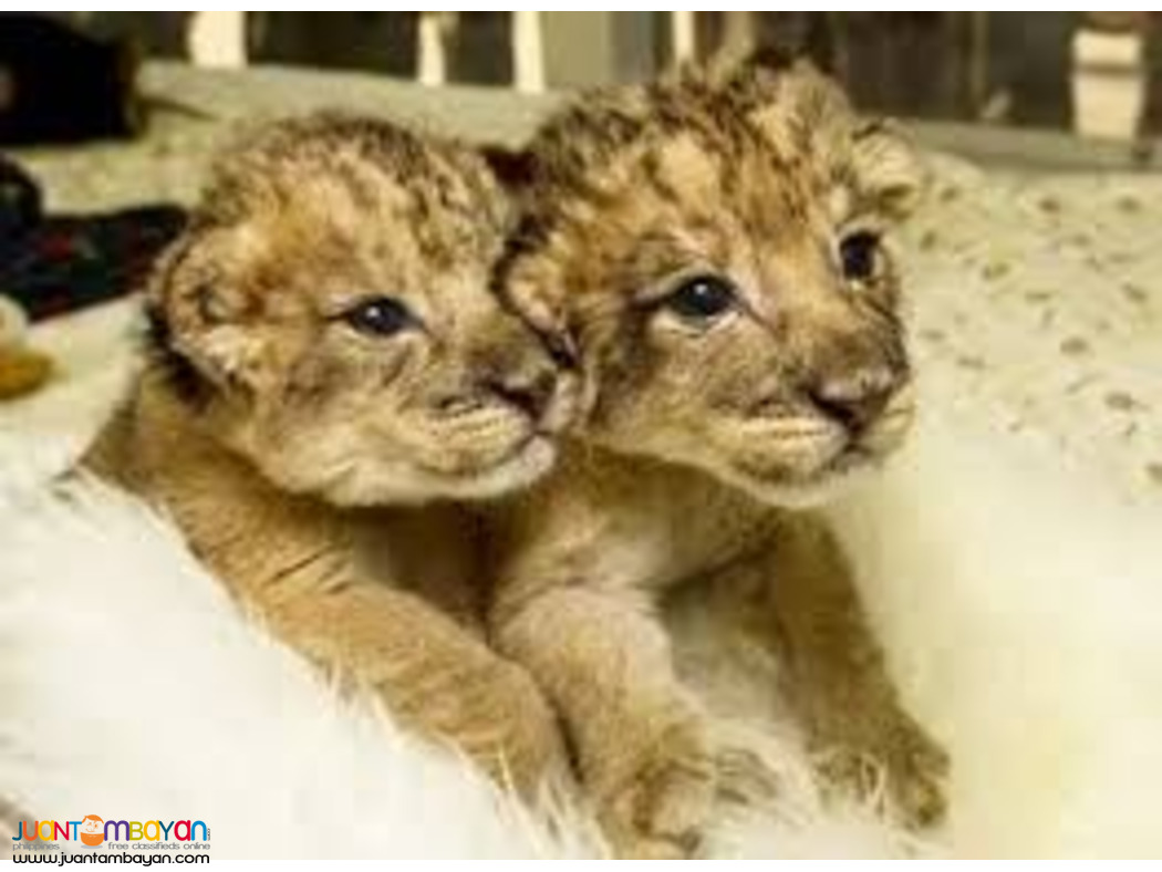 Available Tiger Cubs and Lion Cubs For sale