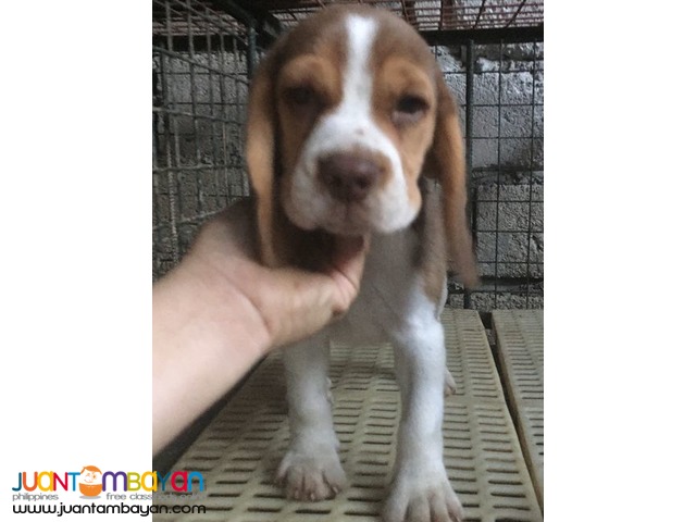 Quality Choco Liver tri color Beagle Pick of the litter 