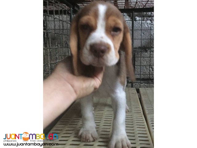 Quality Choco Liver tri color Beagle Pick of the litter 