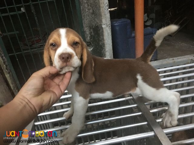 Quality Choco Liver tri color Beagle Pick of the litter 