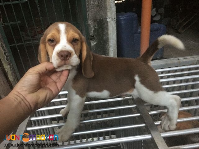 Quality Choco Liver tri color Beagle Pick of the litter 