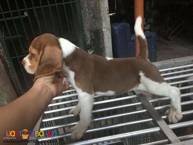 Quality Choco Liver tri color Beagle Pick of the litter 