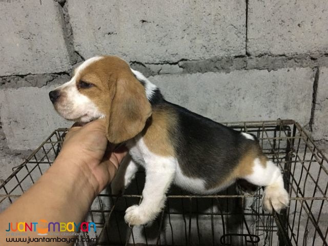 RUSH QUALITY BEAGLE PUPPIES 20 REDS 