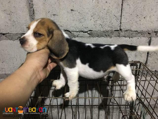 RUSH QUALITY BEAGLE PUPPIES 20 REDS 