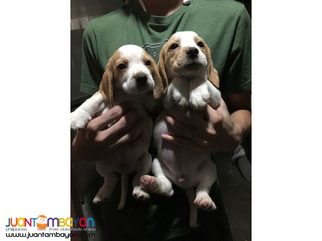 RUSH QUALITY BEAGLE PUPPIES 20 REDS 