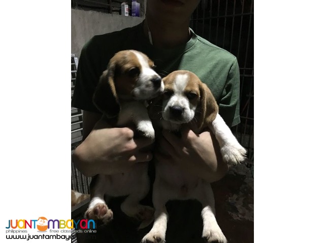 RUSH QUALITY BEAGLE PUPPIES 20 REDS 