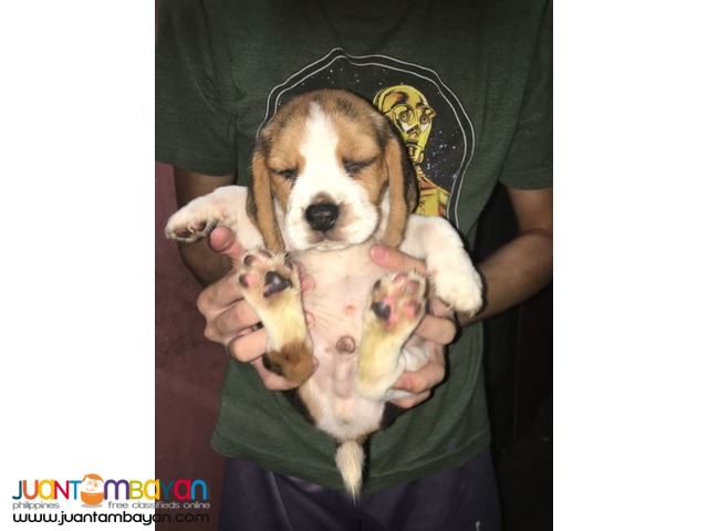 RUSH QUALITY BEAGLE PUPPIES 20 REDS 