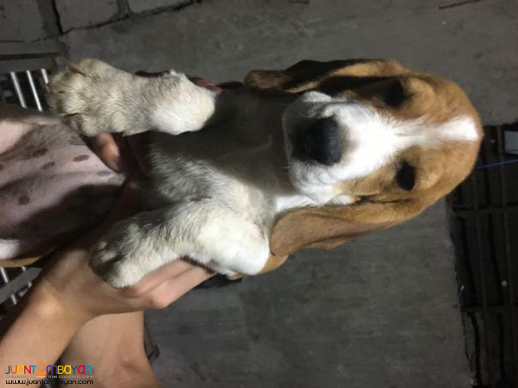  YEAR 2020 BATCH QUALITY BEAGLE PUPPIES 