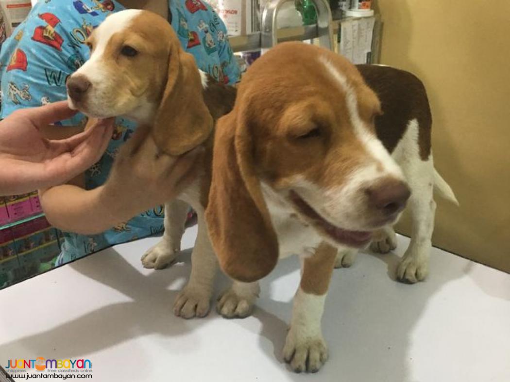  YEAR 2020 BATCH QUALITY BEAGLE PUPPIES 