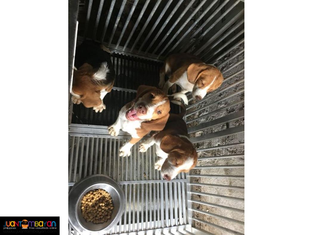  YEAR 2020 BATCH QUALITY BEAGLE PUPPIES 