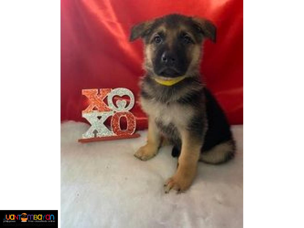 Beautiful German Shepherd Puppies.