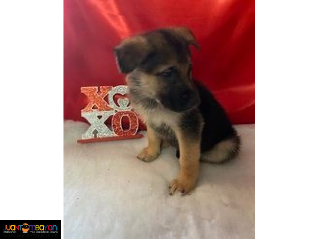 Beautiful German Shepherd Puppies.