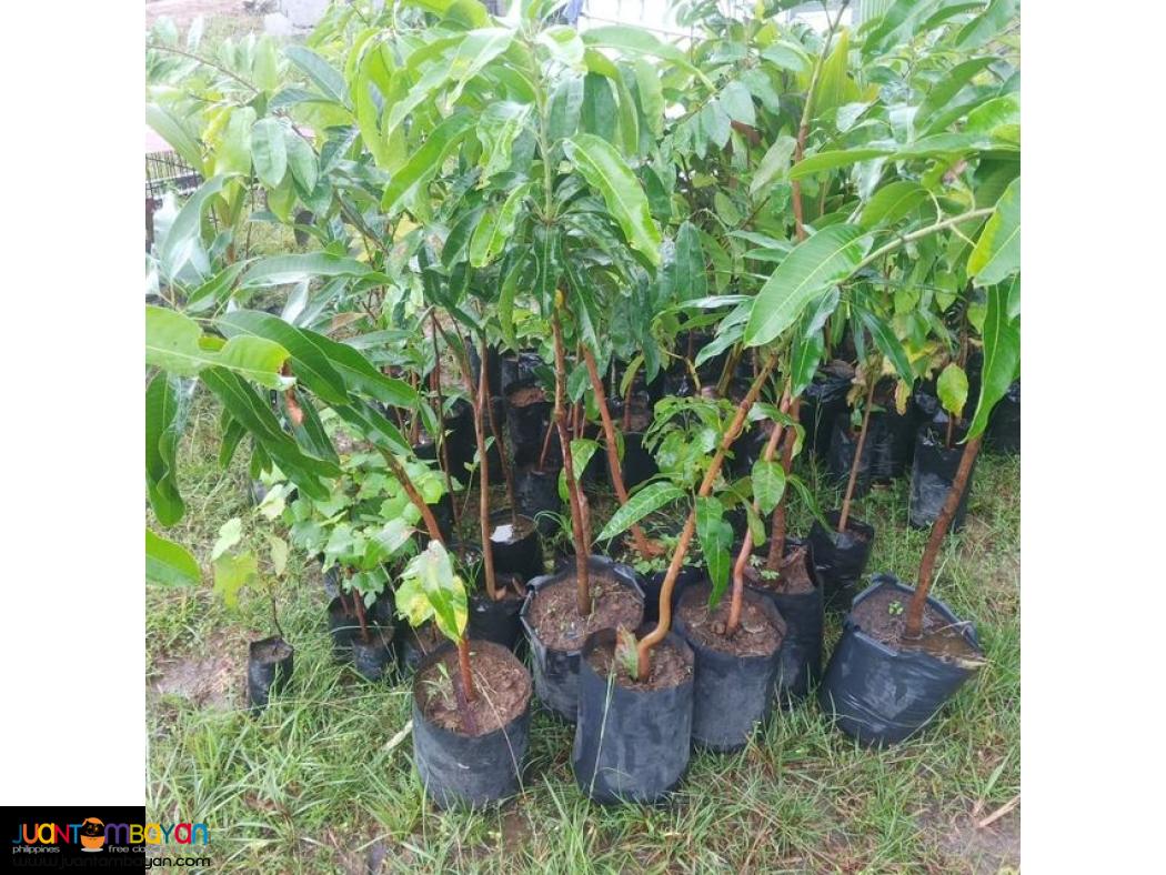 Farm Lot for Sale , San Miguel Bulacan