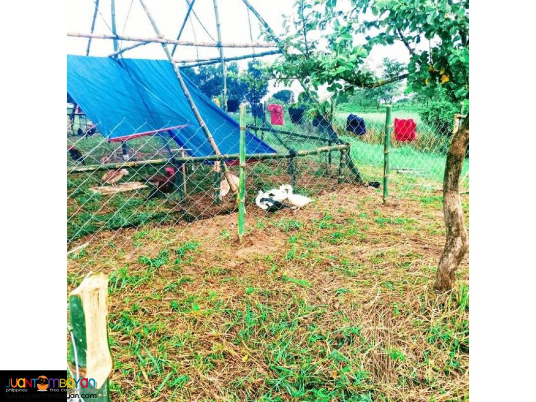 Farm Lot for Sale , San Miguel Bulacan