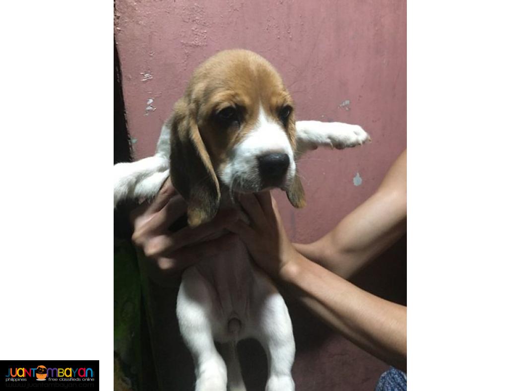 Quality Beagles For good Homes