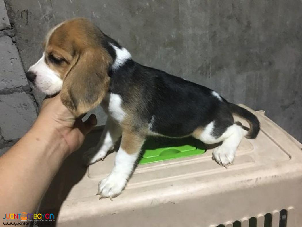 Quality Beagles For good Homes