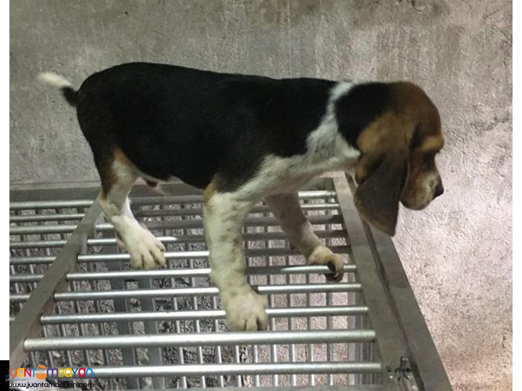 Quality Beagles For good Homes