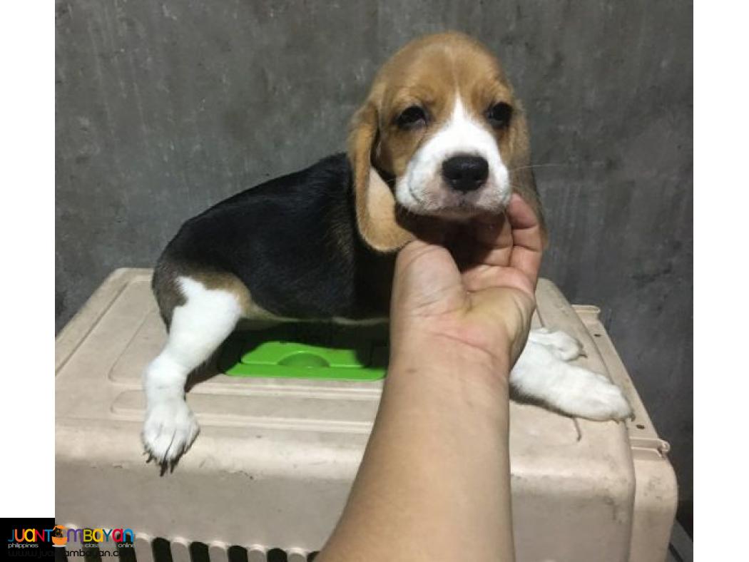 Quality Beagles For good Homes