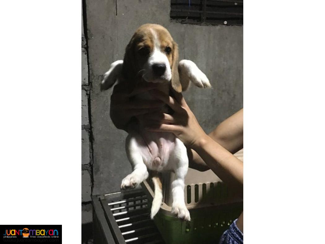 Quality Beagles For good Homes