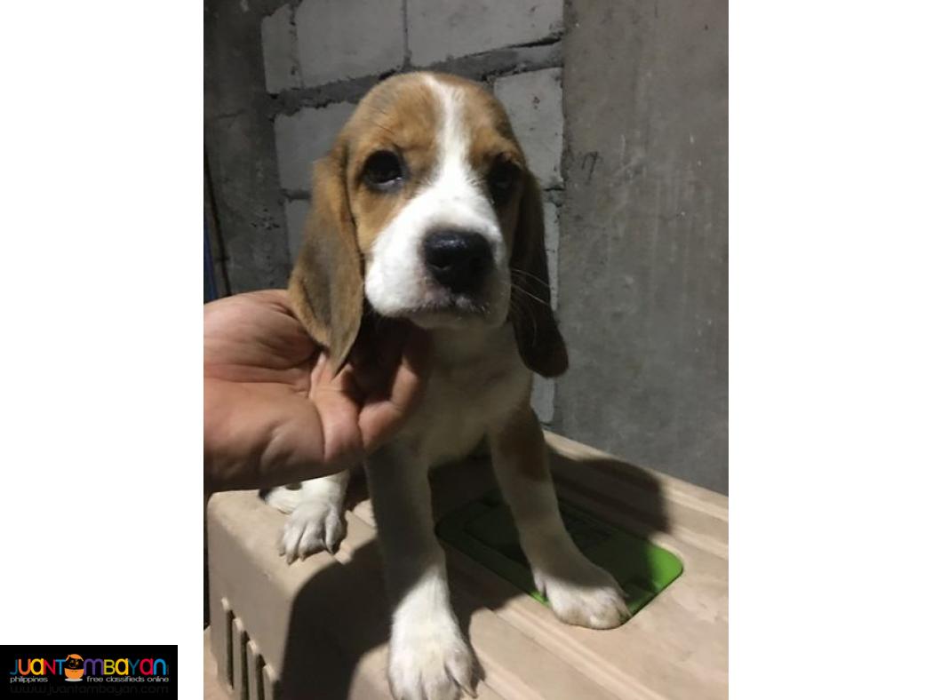 Quality Beagles For good Homes