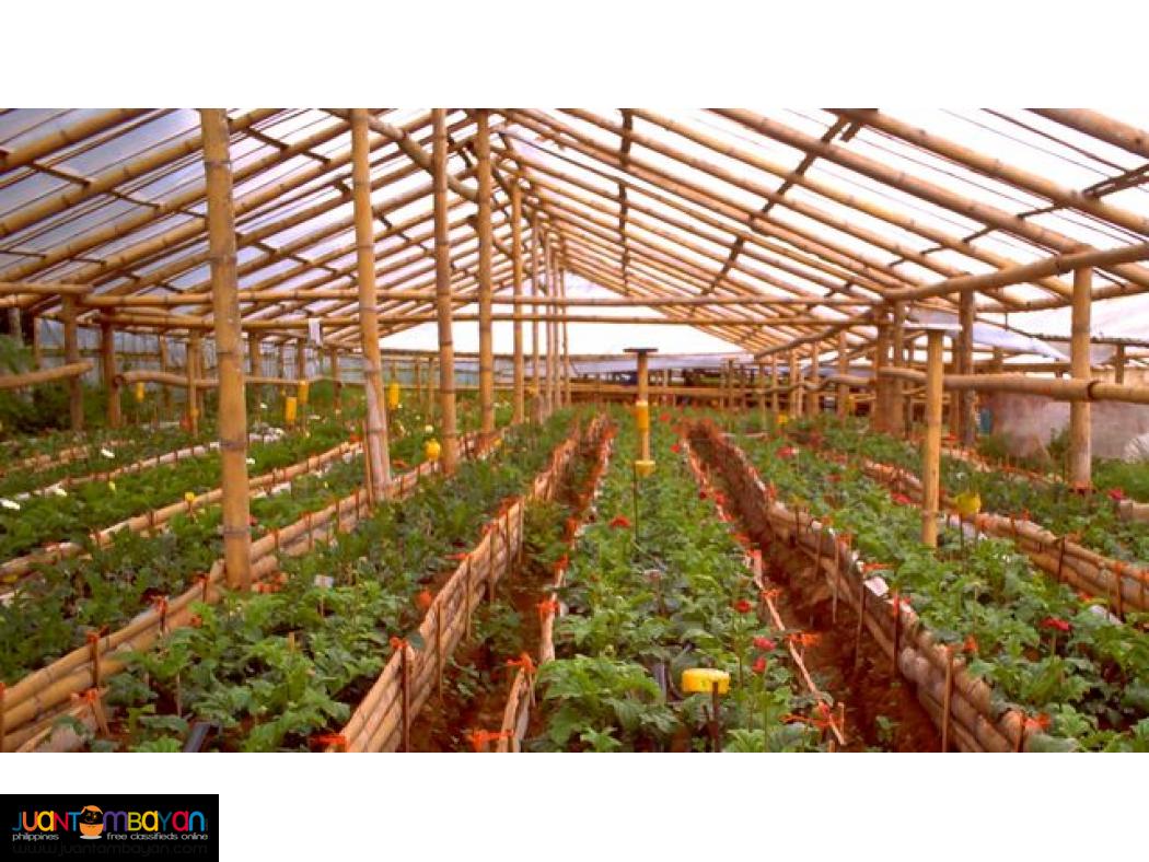 11 Hectare Farm for Sale Bambang, Nueva Vizcaya