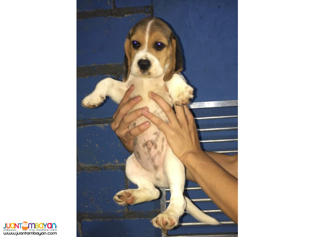 Quality beagle Puppies For good homes