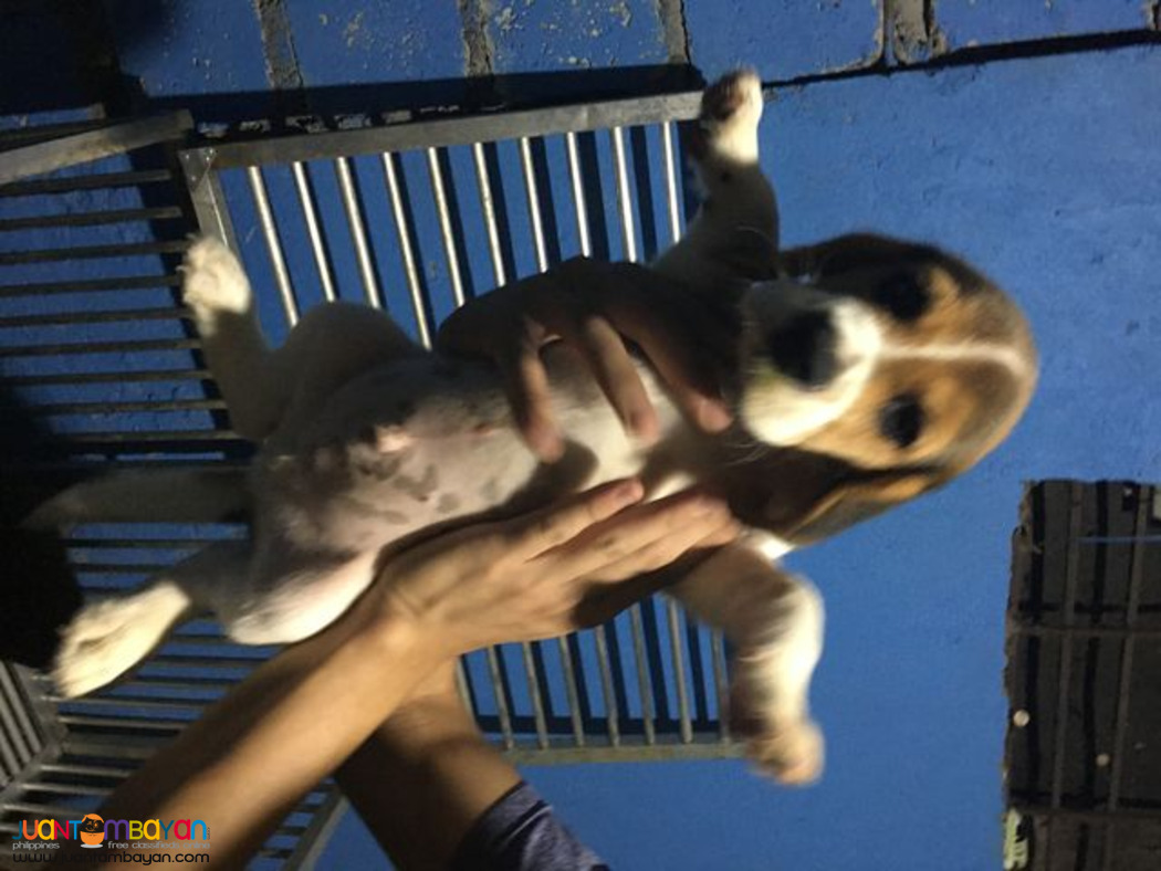 Quality beagle Puppies For good homes