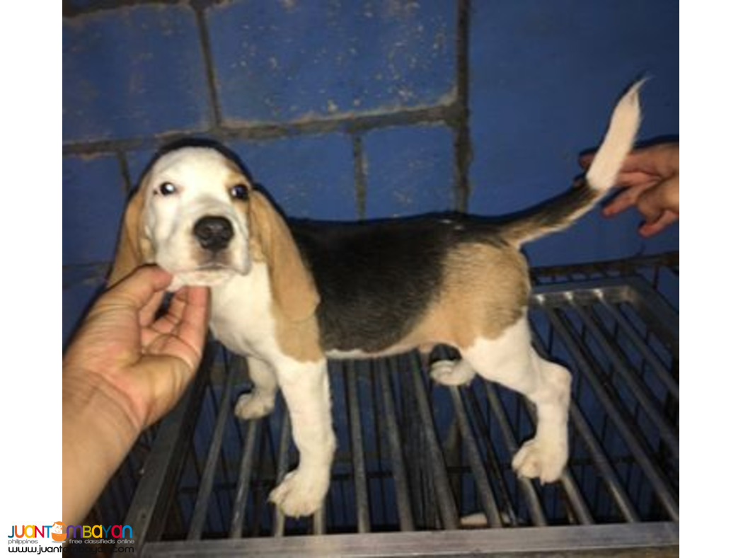 Quality beagle Puppies For good homes