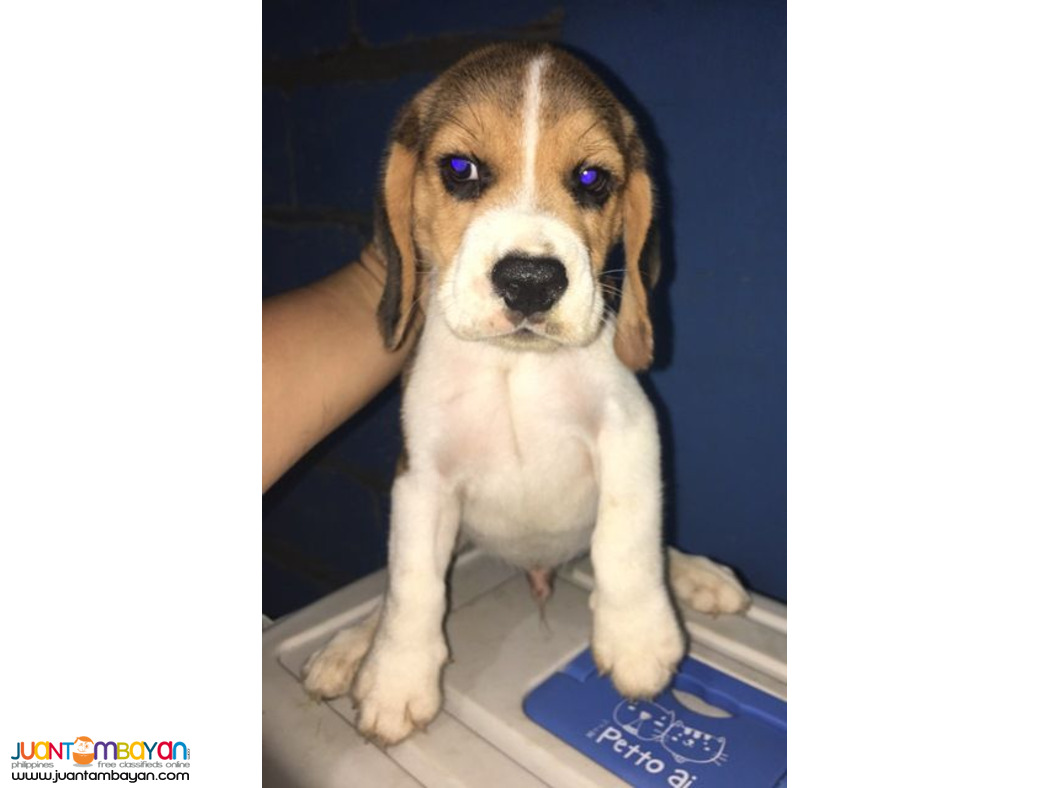 Quality beagle Puppies For good homes