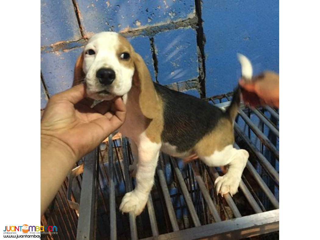 Quality beagle Puppies For good homes