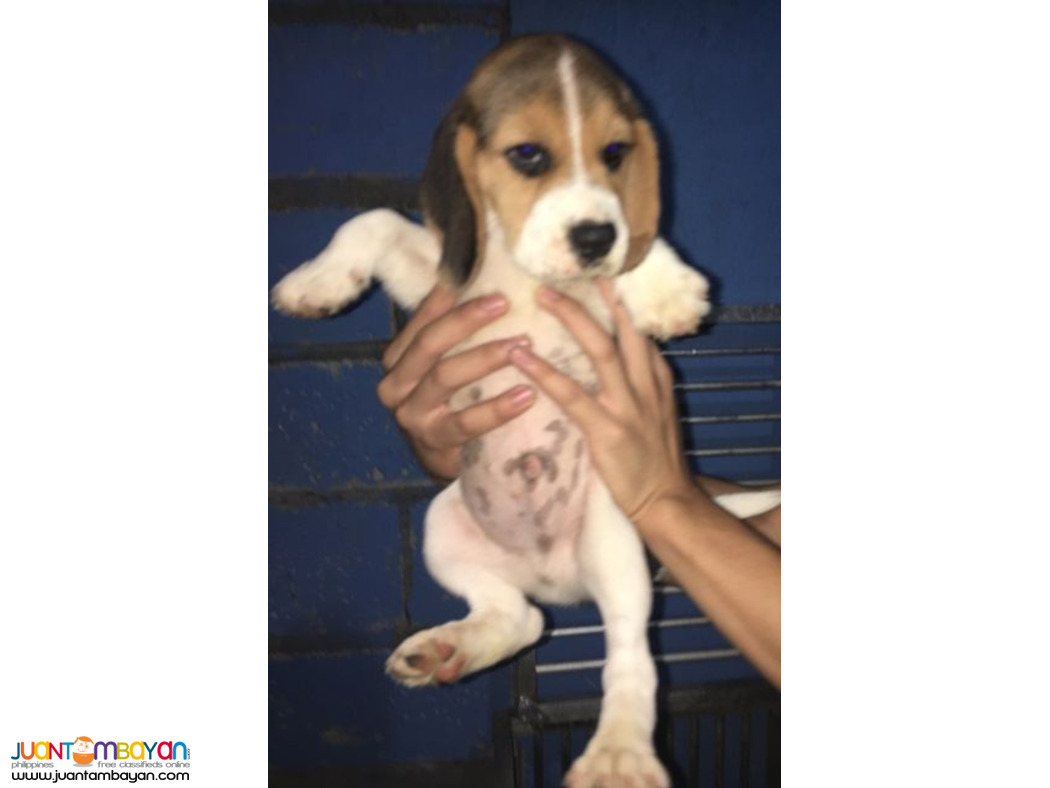 Quality beagle Puppies For good homes