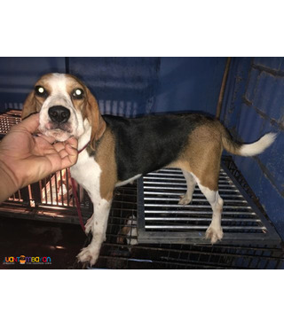 dog puppy sale near me