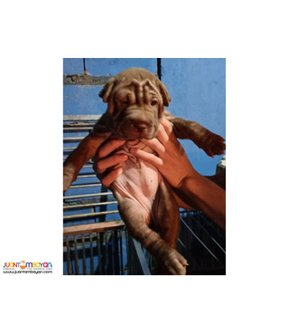 dog puppy sale near me