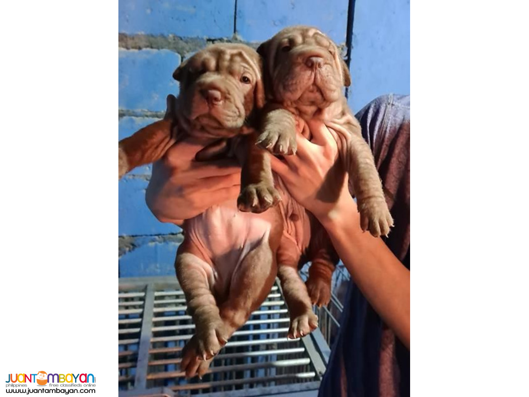 Quality Shar Peis For Grabs