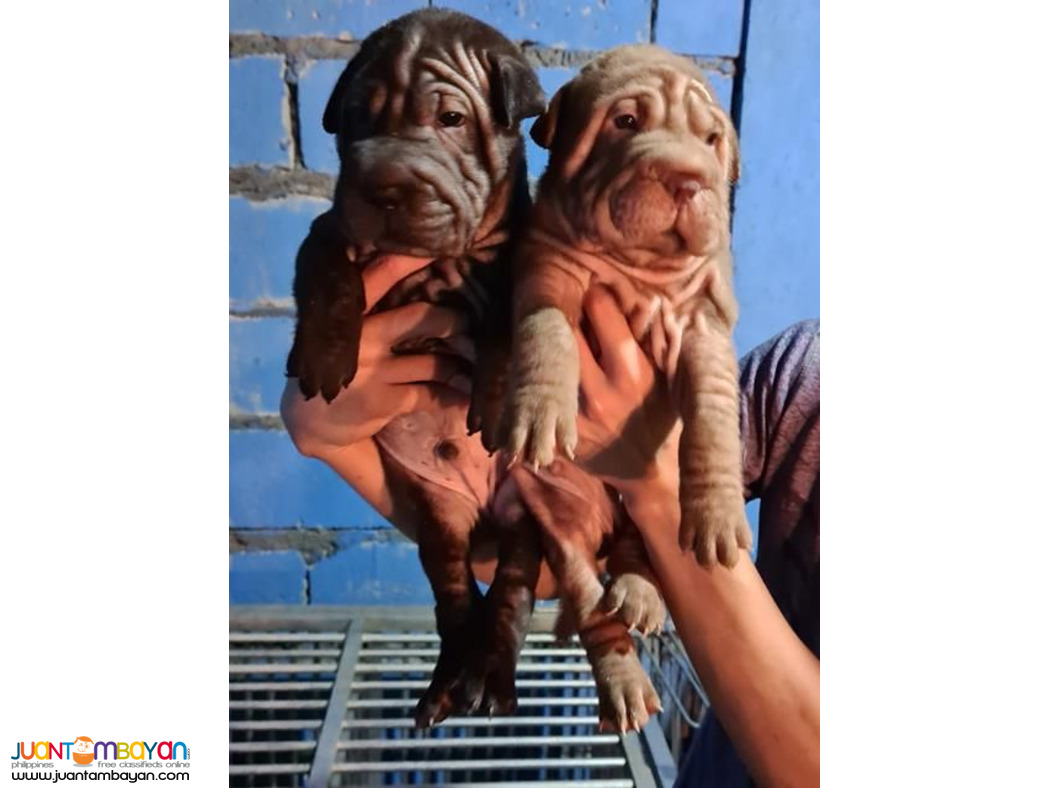 Quality Shar Peis For Grabs