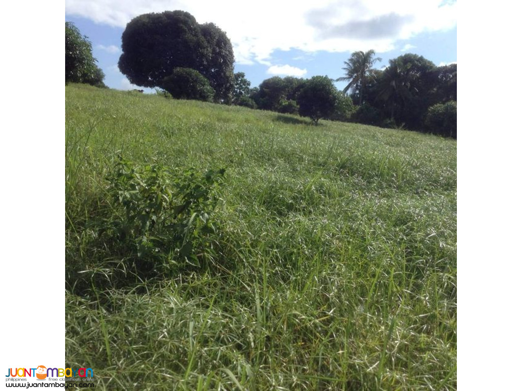 2.8 HECTARES CLEAN TITLE MANGO FARM IN UBAY BOHOL