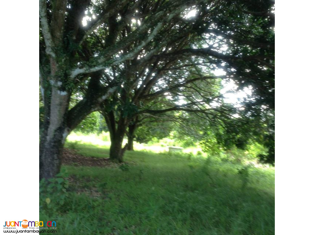 2.8 HECTARES CLEAN TITLE MANGO FARM IN UBAY BOHOL