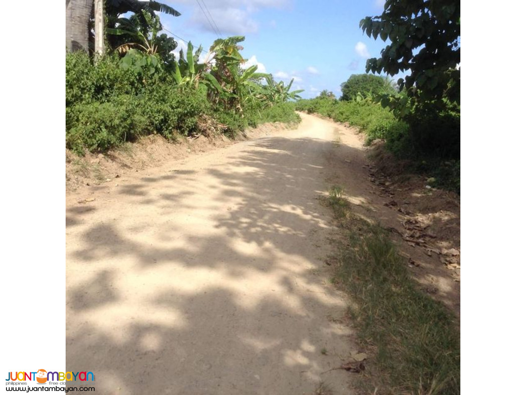 2.8 HECTARES CLEAN TITLE MANGO FARM IN UBAY BOHOL