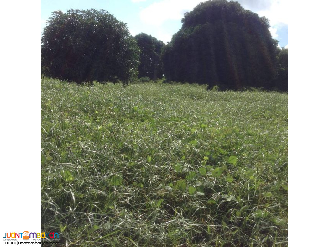 2.8 HECTARES CLEAN TITLE MANGO FARM IN UBAY BOHOL