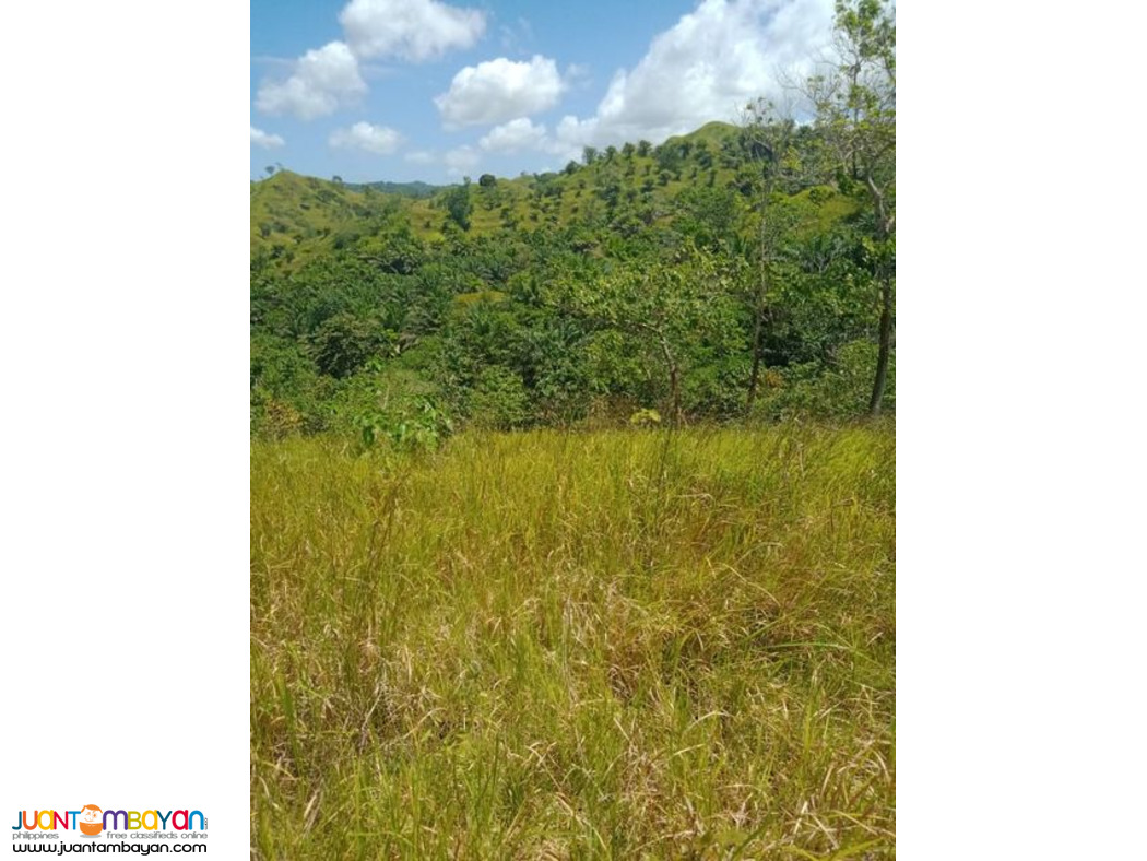 30 HECTARES FARM LAND IDEAL FOR ECO-TOURISM IN BUENAVISTA BOHOL