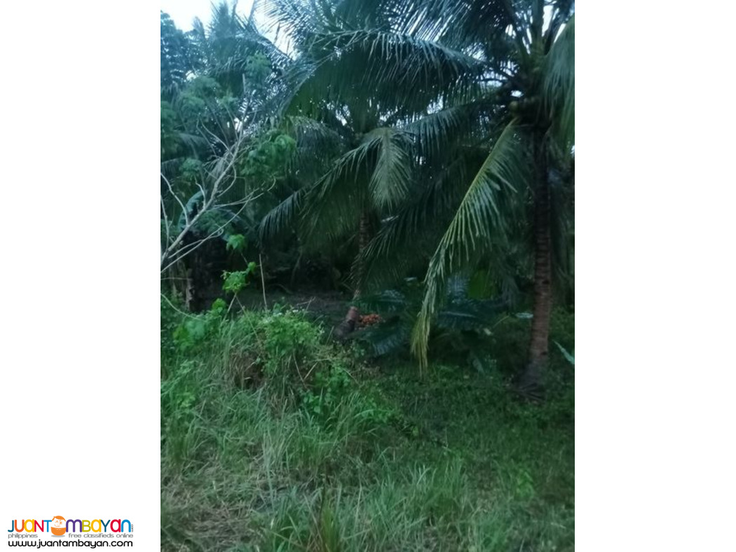 1.6 HECTARE EXPANDABLE UP TO 9 HECTARES IN TABOGON CEBU