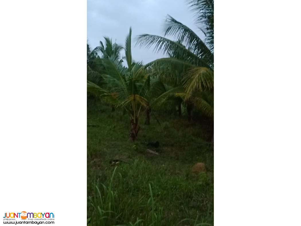 1.6 HECTARE EXPANDABLE UP TO 9 HECTARES IN TABOGON CEBU