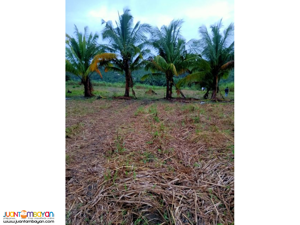 1.6 HECTARE EXPANDABLE UP TO 9 HECTARES IN TABOGON CEBU