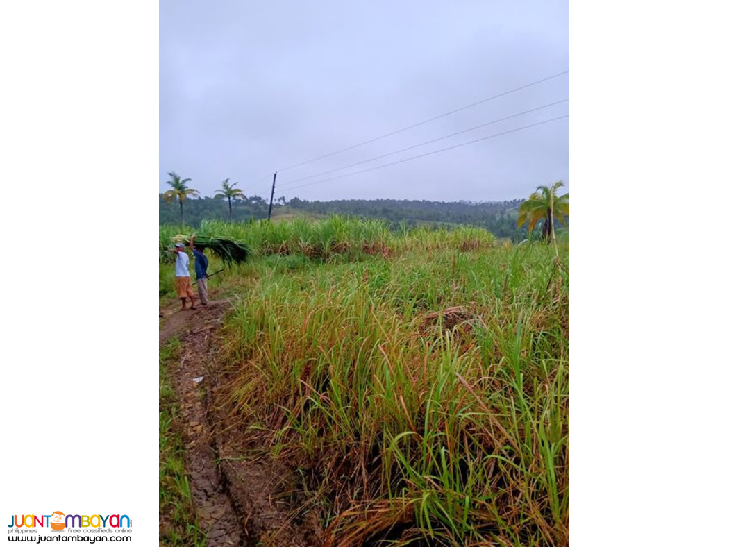1.6 HECTARE EXPANDABLE UP TO 9 HECTARES IN TABOGON CEBU