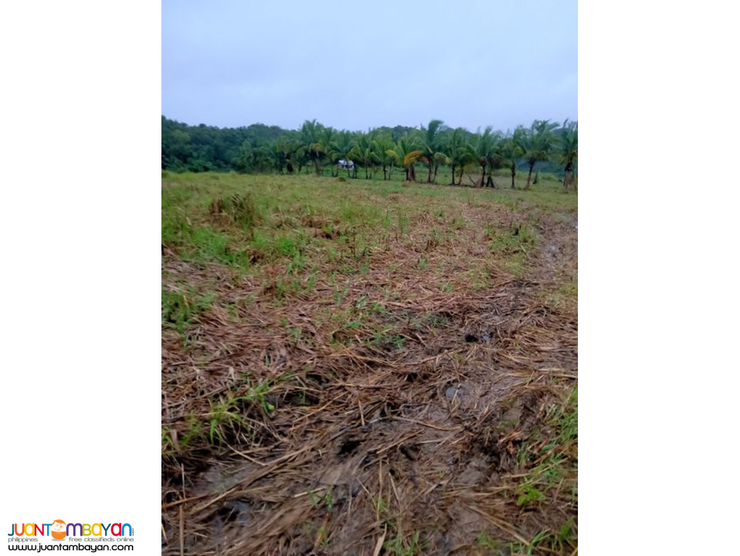 1.6 HECTARE EXPANDABLE UP TO 9 HECTARES IN TABOGON CEBU