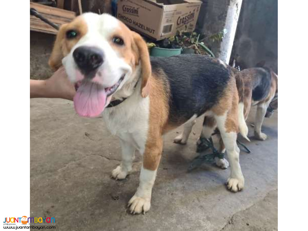 Quality Fresh Beagle Stud 20 red marks Pedigree